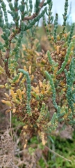 Tecticornia arbuscula