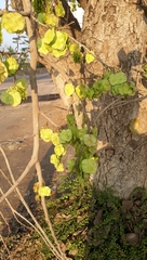 Holoptelea integrifolia