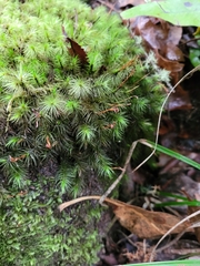 Dicranoloma dicarpum