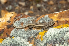 Liolaemus alticolor