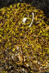 Hymenoloma crispulum