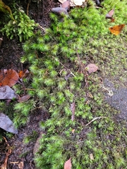 Dicranoloma dicarpum