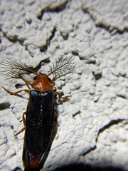Zarhipis integripennis