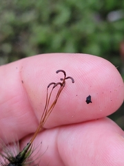 Dicranoloma dicarpum