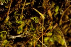 Hymenoloma crispulum