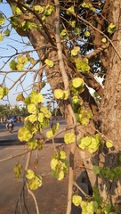 Holoptelea integrifolia