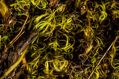 Hymenoloma crispulum