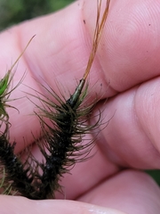 Dicranoloma dicarpum