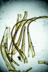 Hymenoloma crispulum