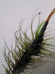 Dicranoloma dicarpum