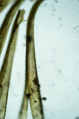 Hymenoloma crispulum