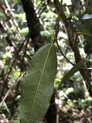 Aristolochia laheyana