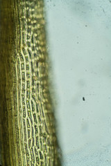 Hymenoloma crispulum