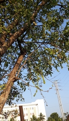 Holoptelea integrifolia