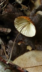 Marasmius fulvoferrugineus