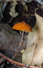 Marasmius fulvoferrugineus