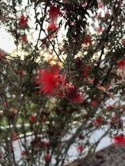 Calliandra californica