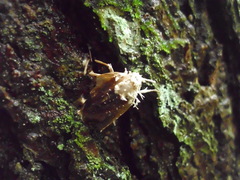 Akanthomyces tuberculatus