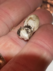 Coprinellus flocculosus