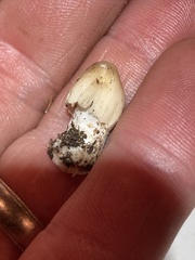 Coprinellus flocculosus