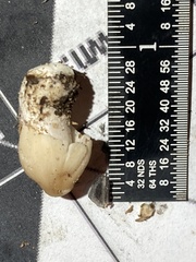 Coprinellus flocculosus
