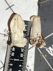 Coprinellus flocculosus