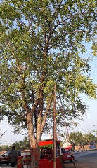 Holoptelea integrifolia