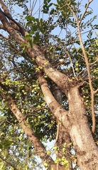 Holoptelea integrifolia