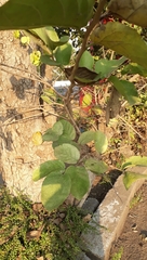 Holoptelea integrifolia