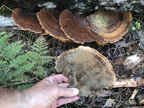 Phaeolus occidentiamericanus