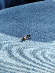 Bibio palliatus