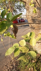 Holoptelea integrifolia