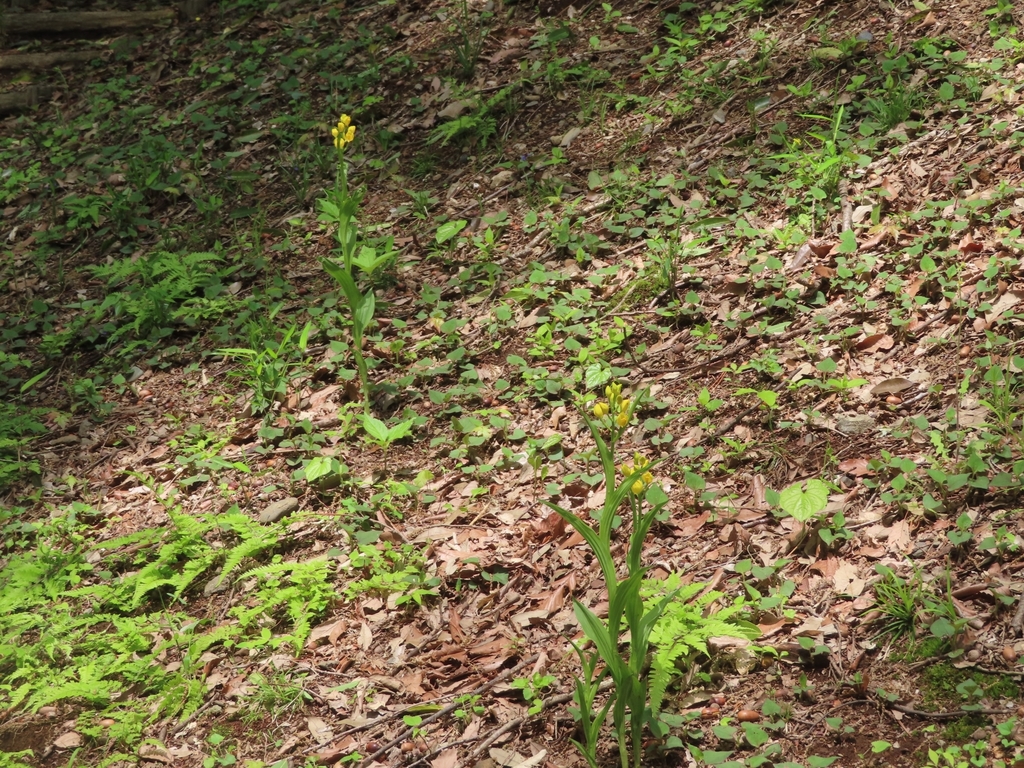 Cephalanthera falcata (Cephalanthera falcata)