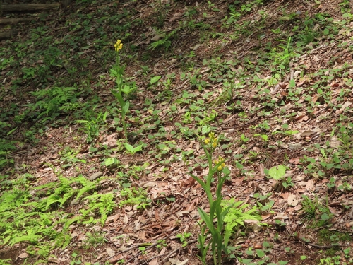 Cephalanthera falcata (Cephalanthera falcata)