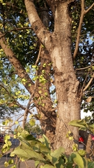 Holoptelea integrifolia