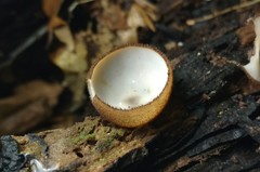 Humaria