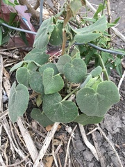 Allowissadula lozanoi