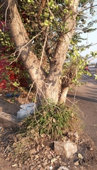 Holoptelea integrifolia