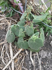 Allowissadula lozanoi