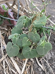 Allowissadula lozanoi