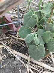 Allowissadula lozanoi