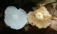Heliomyces decolorans