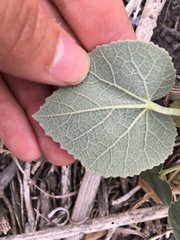 Allowissadula lozanoi