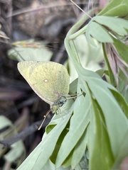 Colias harfordii