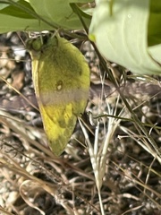 Colias harfordii