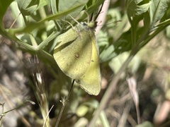 Colias harfordii