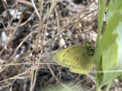 Colias harfordii