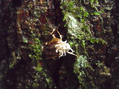 Akanthomyces tuberculatus