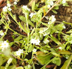 Plagiobothrys bracteatus