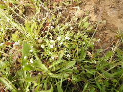 Plagiobothrys bracteatus